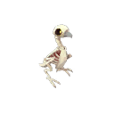 Carrion Companion