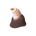 The Larval Lid